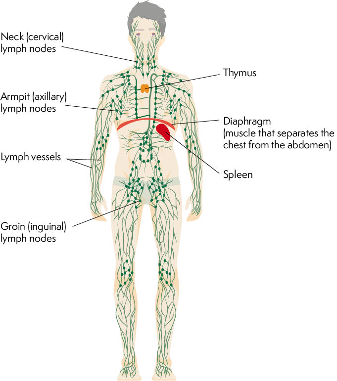 Lymphatic System Diagram