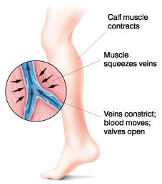 Muscle Contracts